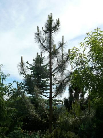 Pinus ponderosa 'Penáz'